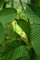 Carpinus cordata