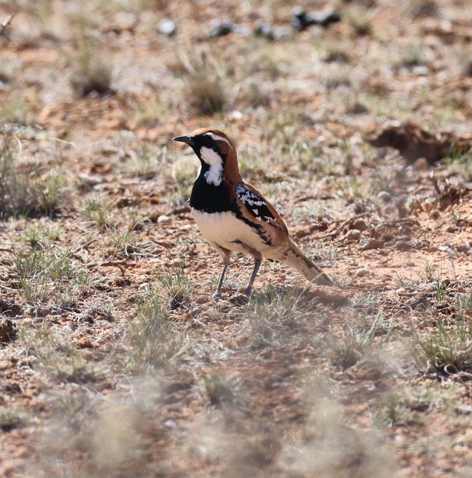 Nullarbor Quail-thrush illustration