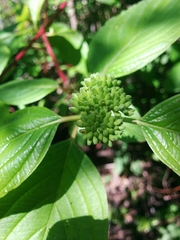 Cornus sericea sericea