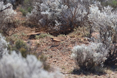 Nullarbor Quail-Thrush photo 3
