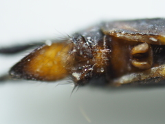 Zyxomma obtusum