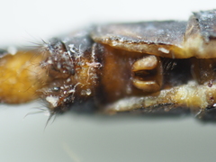 Zyxomma obtusum
