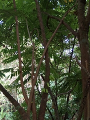 Averrhoa bilimbi