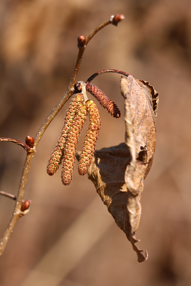Corylus heterophylla