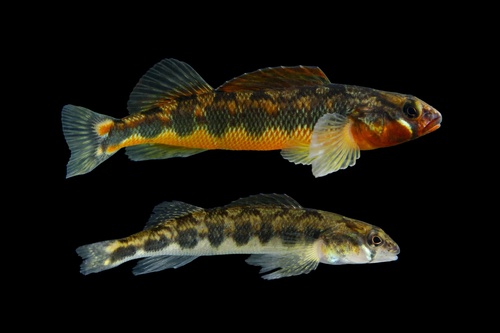 Gilt Darter