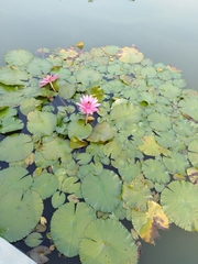Nymphaea pubescens