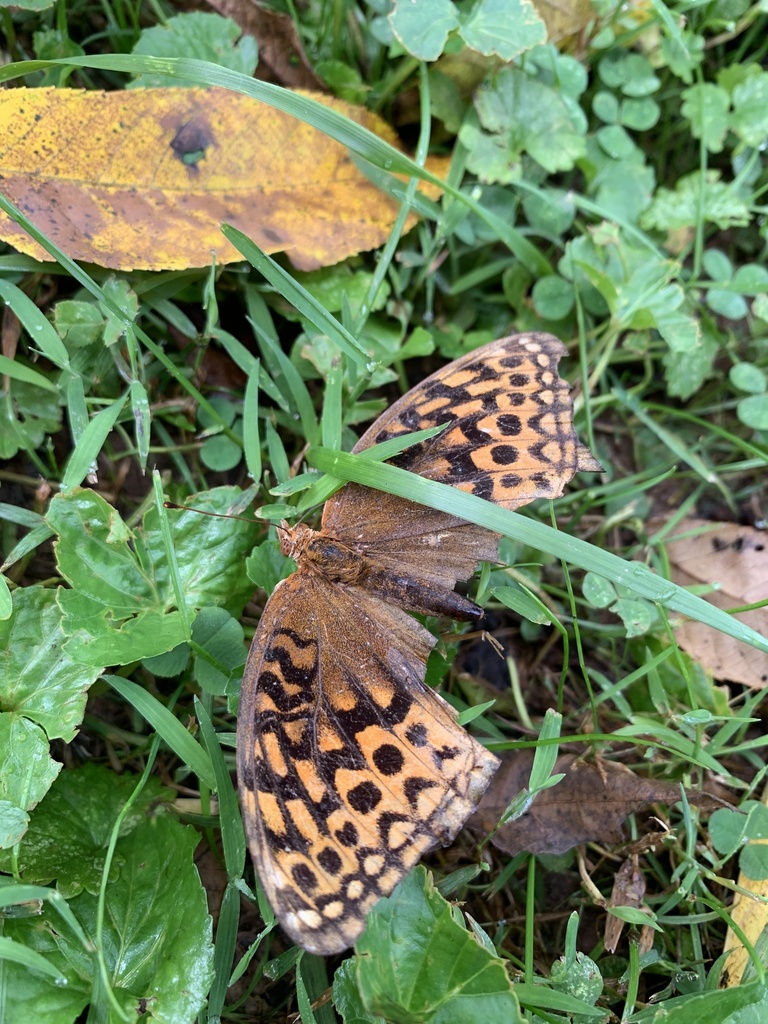 Great Spangled Fritillary from Sams Creek Rd, Mineral Wells, WV, US on September 7, 2023 at 09