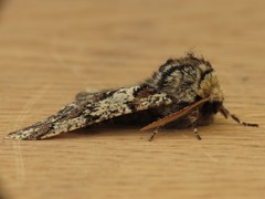 Biston strataria