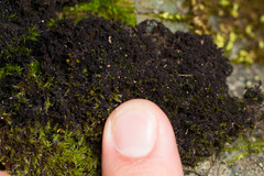 Scytinium lichenoides