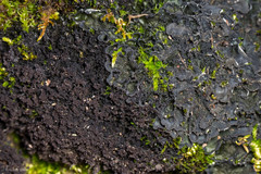 Scytinium lichenoides