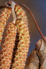 Corylus heterophylla