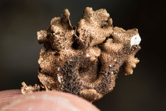 Melanelixia glabroides