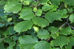 Corylus heterophylla
