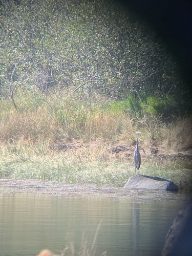 Great Blue Heron photographed in Maine