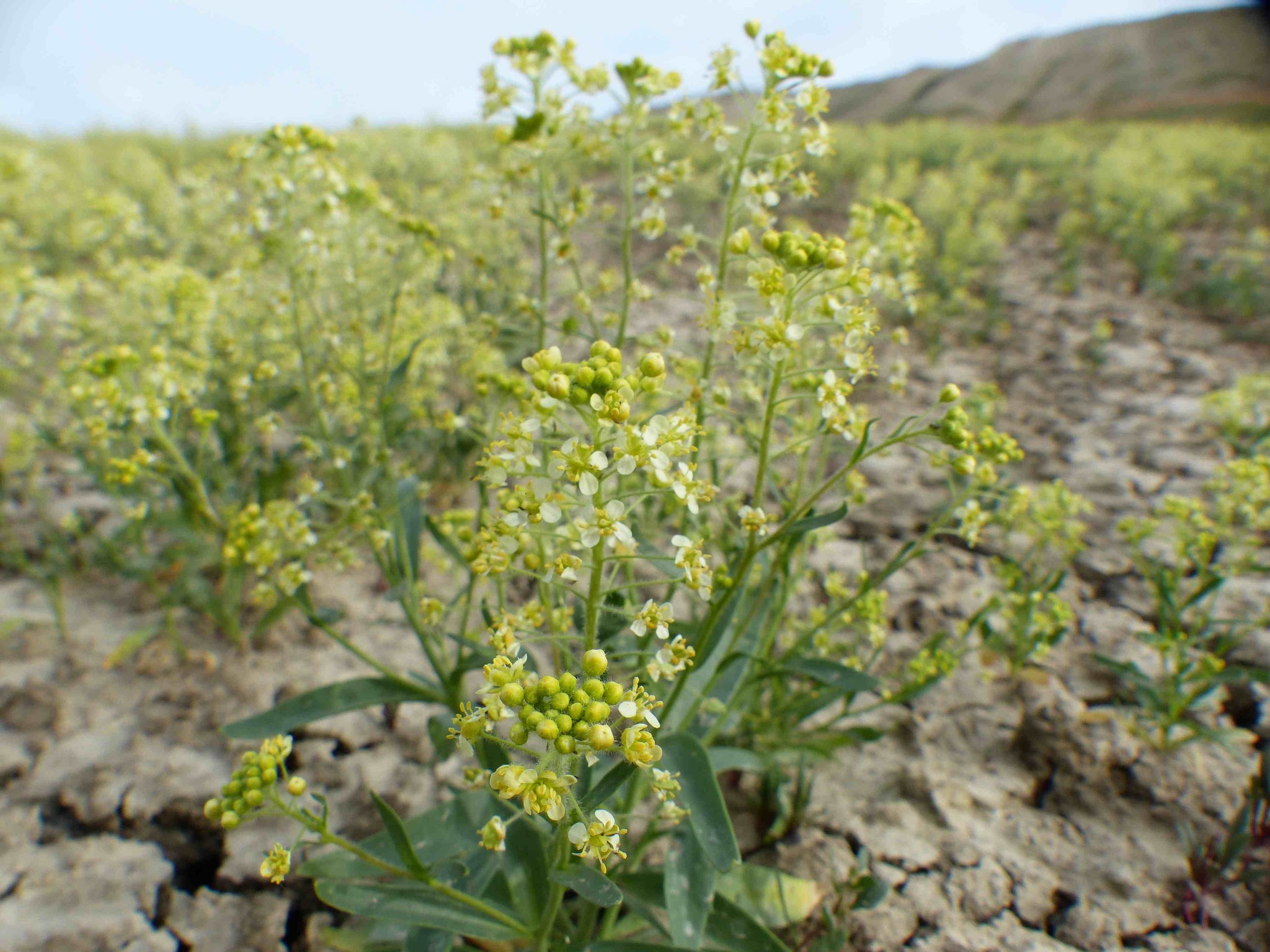 Lepidium jaredii