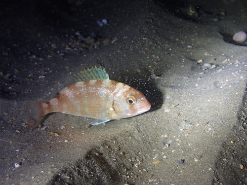 Common sea bream (Pagrus pagrus) — Sparidae — 3