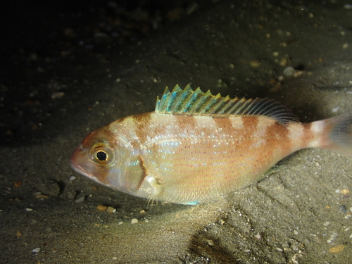 Common sea bream (Pagrus pagrus) — Sparidae — 4