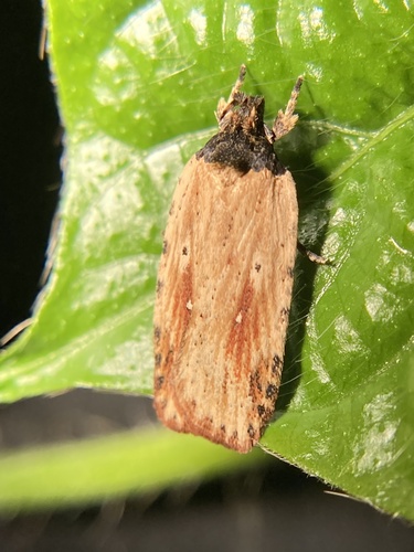 Agonopterix atrodorsella Clemens, 1863