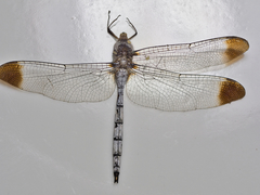 Zyxomma obtusum
