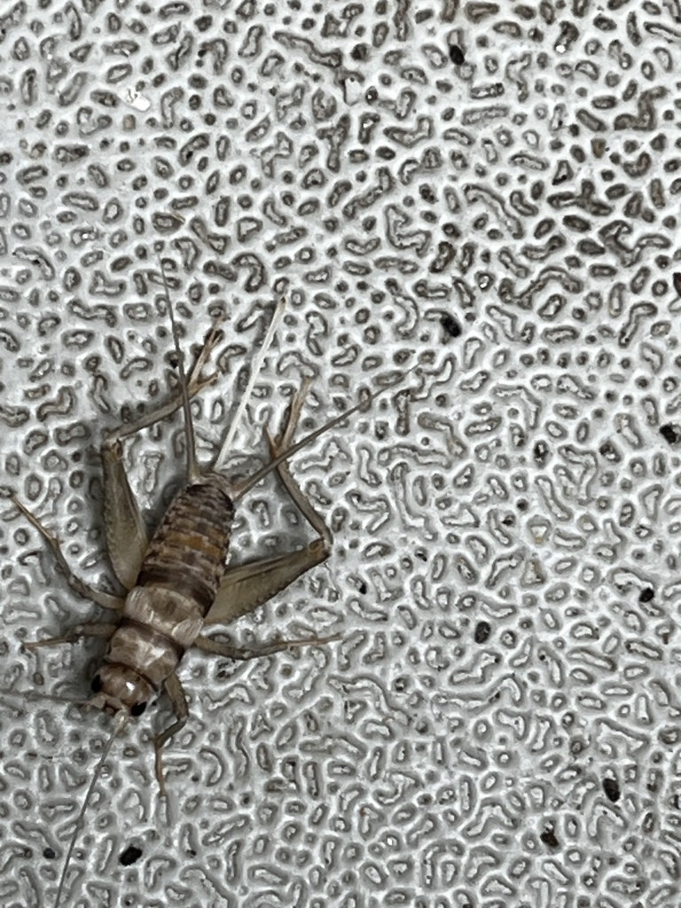 Tropical House Cricket from The Maryland Zoo, Baltimore, MD, US on