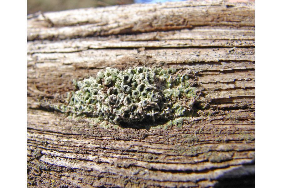 Megaspora