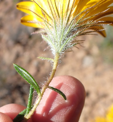 Image of Gorteria integrifolia by (c) Nicola van Berkel, some rights reserved (CC BY-SA)