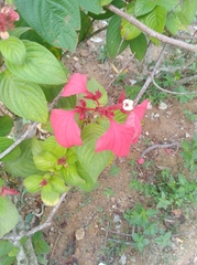 Mussaenda erythrophylla