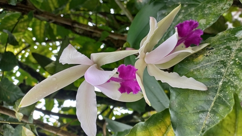 Image of Cattleya intermedia by (c) Patrícia Mees, some rights reserved (CC BY)