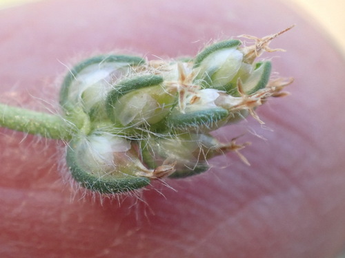 Image of Plantago capillaris by (c) Nicola van Berkel, some rights reserved (CC BY-SA)