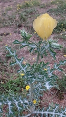 Argemone aenea