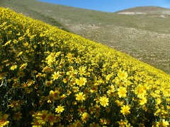 Monolopia lanceolata