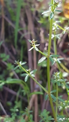 Galium bolanderi