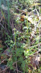 Galium bolanderi