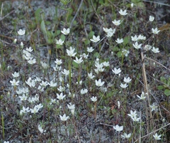 Sabulina californica