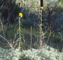 Erysimum teretifolium