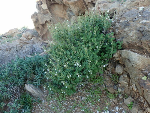 Image of Salvia garipensis by (c) Mahomed Desai, some rights reserved (CC BY)