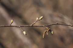 Corylus sieboldiana mandshurica