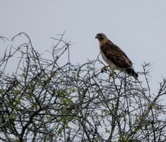 Buteo jamaicensis fuertesi