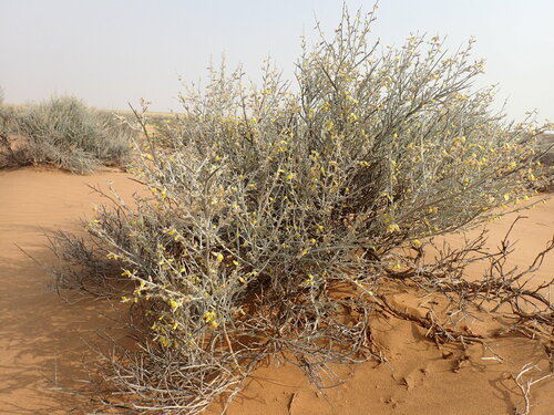 Karoo Gannabush (Calobota cinerea)