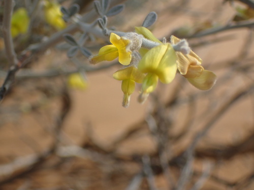 Image of Calobota cinerea by (c) Mahomed Desai, some rights reserved (CC BY)