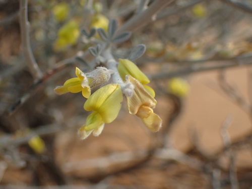 Image of Calobota cinerea by (c) Mahomed Desai, some rights reserved (CC BY)
