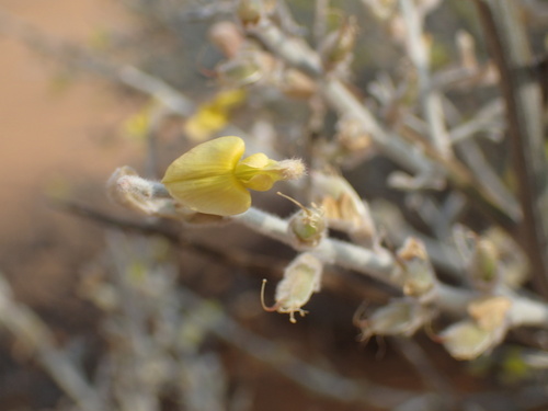 Image of Calobota cinerea by (c) Mahomed Desai, some rights reserved (CC BY)