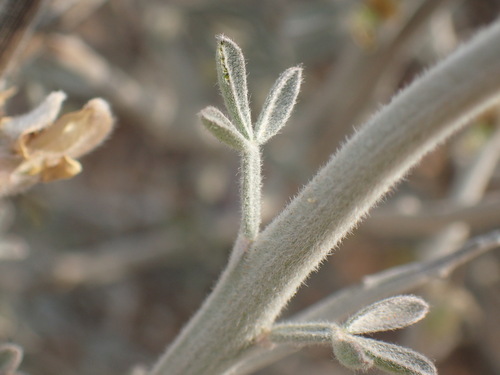 Image of Calobota cinerea by (c) Mahomed Desai, some rights reserved (CC BY)