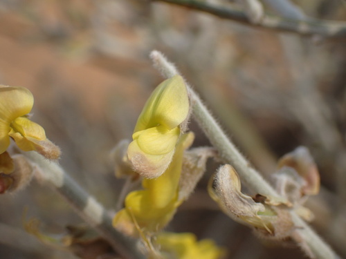 Image of Calobota cinerea by (c) Mahomed Desai, some rights reserved (CC BY)