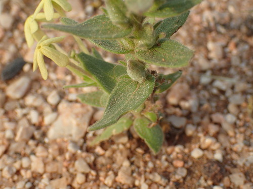 Image of Lyperia tristis by (c) Mahomed Desai, some rights reserved (CC BY)
