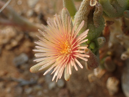 Mesembryanthemum oculatum