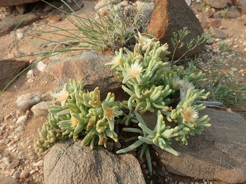 Mesembryanthemum oculatum