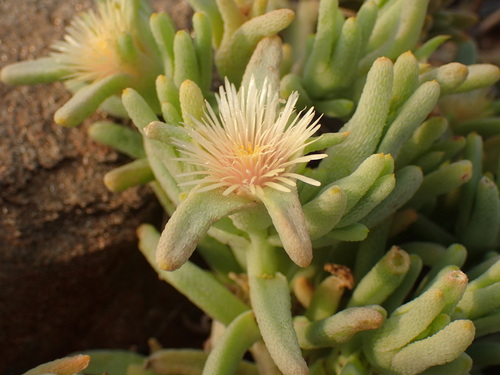 Mesembryanthemum oculatum