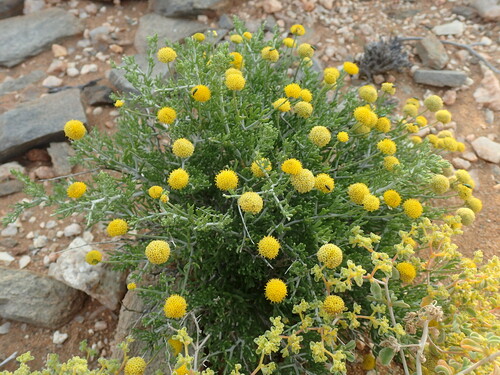 Thorn Karoo (Pentzia spinescens)