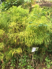Melicope denhamii